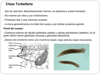 Clase Turbellaria -  Son de vida libre. Mayoritariamente marinos, en pantanos y suelos húmedos. - Se mueven por cilios y por ondulaciones. - Presentan dos o mas manchas oculares - La boca generalmente a la mitad del cuerpo y por detrás la abertura genital. Pared del cuerpo: -  Cobertura externa de células epiteliales ciliadas y células glandulares (rabditos). En la parte inferior tienen glándulas viscosas y glándulas liberadoras.  - Debajo del ectodermo tiene una menbrana basal y bajo esta las capas musculares. 