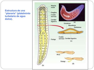 Estructura de una “planaria” (platelminto turbelario de agua dulce). 