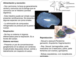 Alimentación y excreción: - Son carnívoros, la boca es generalmente central y comunica con la faringe que se comunica con el intestino (cavidad digestiva). - Este intestino puede ser simple o puede presentar ramificaciones. No presenta ano, algunas especies con poros anales. - La eliminación de compuestos nitrogenados se produce por la pared del cuerpo. Respiración: - No hay un sistema ni órganos diferenciados para la respiración. Es a través del cuerpo. Sistema nervioso: - Presenta un par de concentraciones ganglionares en la cabeza con cordones longitudinales dispuestos dorsal, ventral y lateralmente con respecto al cuerpo. Reproducción: - Sexual o asexual (Paratomía: gemación; Arquitomía: fragmentación)  - Rep. Sexual: hermagroditas, parte masculina con 2 testiculos y pene, parte femenina con ovarios y gonoporos. - Bolsas copuladoras, o en receptáculos seminales. 
