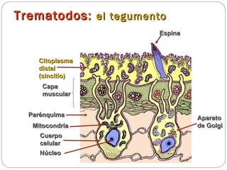 Trematodos :  el tegumento Citoplasma distal (sincitio) Espina Capa muscular Parénquima Mitocondria Núcleo Cuerpo celular Aparato de Golgi 