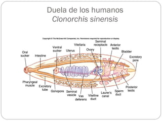 Duela de los humanos Clonorchis sinensis 