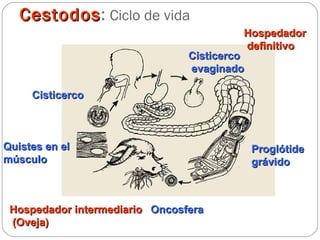 Cestodos :  Ciclo de vida Proglótide grávido Oncosfera Hospedador intermediario (Oveja) Quistes en el músculo Cisticerco Cisticerco evaginado Hospedador definitivo 
