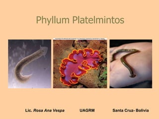 Phyllum   Platelmintos Lic.  Rosa Ana Vespa   UAGRM   Santa Cruz- Bolivia 