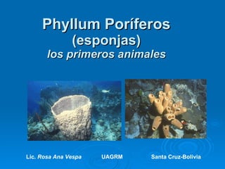 Phyllum Poríferos (esponjas) los primeros animales Lic.  Rosa Ana Vespa   UAGRM   Santa Cruz-Bolivia 
