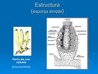 Estructura ( esponja simple ) Parte de una colonia ( Leucosolenia ) 