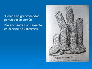 Crecen en grupos fijados por un stolen común Se encuentran únicamente en la clase de Calcáreas 