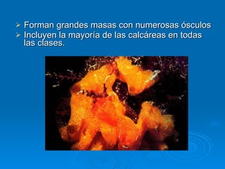 Forman grandes masas con numerosas ósculos Incluyen la mayoría de las calcáreas en todas las clases. 