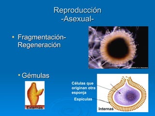 Reproducción -Asexual- Fragmentación-Regeneración Gémulas Espículas Células que originan otra esponja Externas Internas 