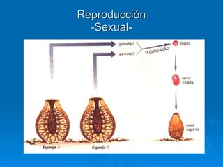 Reproducción -Sexual- 