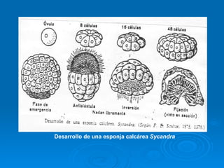 Desarrollo de una esponja calcárea  Sycandra 