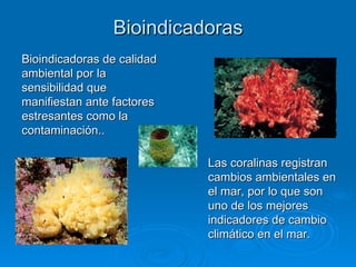 Bioindicadoras Bioindicadoras de calidad ambiental por la sensibilidad que manifiestan ante factores estresantes como la contaminación.. Las coralinas registran cambios ambientales en el mar, por lo que son uno de los mejores indicadores de cambio climático en el mar. 