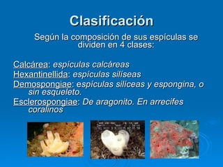 Clasificación Según la composición de sus espículas se dividen en 4 clases: Calcárea :  espículas calcáreas Hexantinellida :  espículas silíseas Demospongiae : e spículas silíceas y espongina, o sin esqueleto. Esclerospongiae :  De aragonito. En arrecifes coralinos 