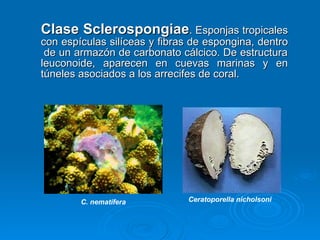 Sclerospongiae