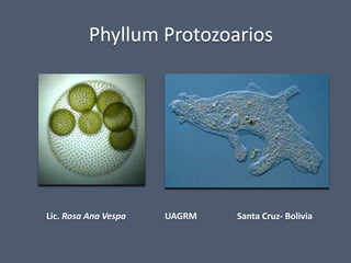 Phyllum Protozoarios Lic. Rosa Ana Vespa	      UAGRM	       Santa Cruz- Bolivia 