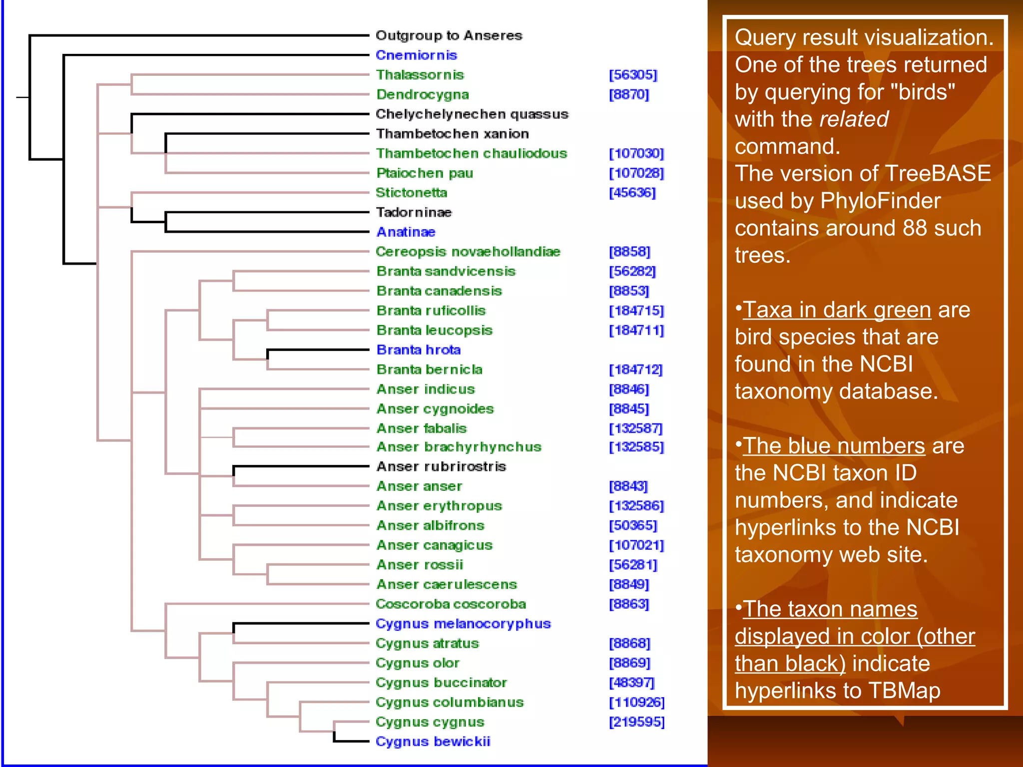 Query result visualization.
One of the trees returned
by querying for "birds"
with the related
command.
The version of TreeBASE
used by PhyloFinder
contains around 88 such
trees.
•Taxa in dark green are
bird species that are
found in the NCBI
taxonomy database.
•The blue numbers are
the NCBI taxon ID
numbers, and indicate
hyperlinks to the NCBI
taxonomy web site.
•The taxon names
displayed in color (other
than black) indicate
hyperlinks to TBMap
 
