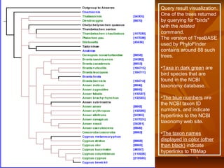 Query result visualization.
One of the trees returned
by querying for "birds"
with the related
command.
The version of TreeBASE
used by PhyloFinder
contains around 88 such
trees.
•Taxa in dark green are
bird species that are
found in the NCBI
taxonomy database.
•The blue numbers are
the NCBI taxon ID
numbers, and indicate
hyperlinks to the NCBI
taxonomy web site.
•The taxon names
displayed in color (other
than black) indicate
hyperlinks to TBMap
 