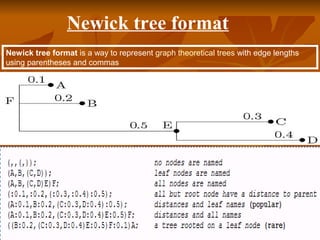 Newick tree format is a way to represent graph theoretical trees with edge lengths
using parentheses and commas
Newick tree format
 