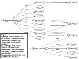 Figure 7
Synonym conflict in IPNI and
NCBI. Name cluster containing
"Antennaria solitaria" and
"Antennaria monocephala"
produced
by TBMap [8]. Anternnaria
solitaria and Antennaria
monocephala are synonyms in
IPNI, but are treated as distinct
taxa by NCBI.
In such cases, PhyloFinder uses
the NCBI classification.
 