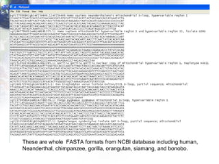 These are whole  FASTA formats from NCBI database including human,  Neanderthal, chimpanzee, gorilla, orangutan, siamang, and bonobo. 