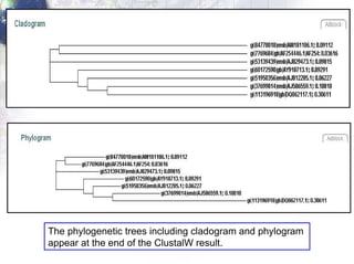 The phylogenetic trees including cladogram and phylogram  appear at the end of the ClustalW result. 