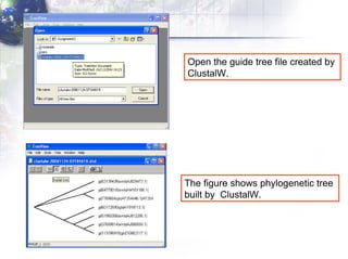 Open the guide tree file created by  ClustalW . The figure shows phylogenetic tree  built by   ClustalW. 