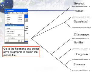 Go to the file menu and select save as graphic  to obtain the  picture file Bonobos Human Neanderthal Chimpanzees Gorillas Siamangs Orangutans 