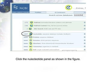 Click the nulecleotide panel as shown in the figure. 