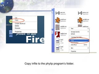 Copy infile to the phylip program’s folder. 
