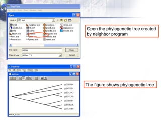 Open the phylogenetic tree created  by  neighbor program The figure shows phylogenetic tree  