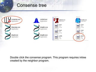 Double click the consense program. This program requires intree  created by the neighbor program. Consense tree 