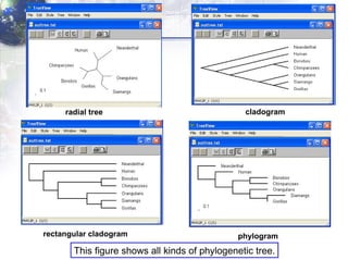 This figure shows all kinds of phylogenetic tree. radial tree cladogram rectangular cladogram phylogram 