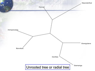 Unrooted tree or radial tree 