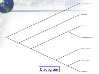 Cladogram 