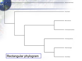 Rectangular phylogram 
