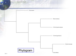 Phylogram 