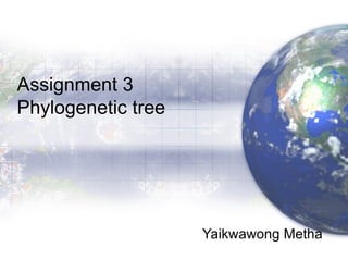 Assignment 3 Phylogenetic tree Yaikwawong Metha 