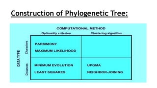 Construction of Phylogenetic Tree:
 