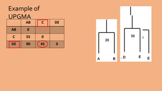 Example of
UPGMA
AB C DE
AB 0
C 55 0
DE 90 45 0
 
