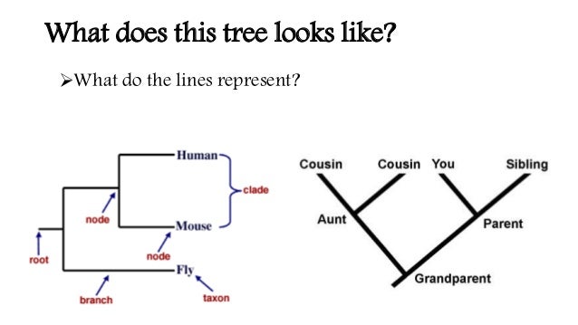 what do phylogenetic trees represent
