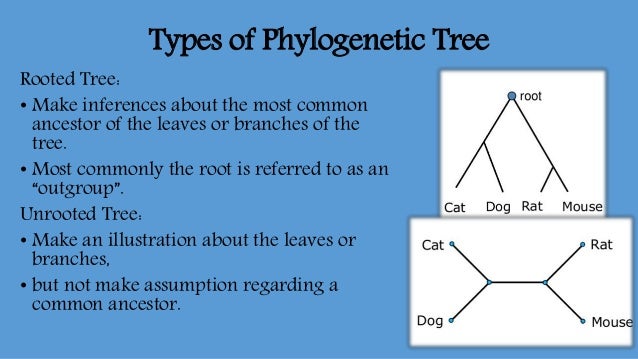 what is the base root of a phylogenetic tree
