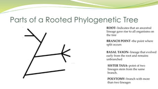 PHYLOGENETIC-TREE_01242023.pdf