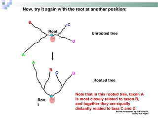 Based on lectures by C-B Stewart,
and by Tal Pupko
Now, try it again with the root at another position:
A
B
C
Root
D
Unrooted tree
Note that in this rooted tree, taxon A
is most closely related to taxon B,
and together they are equally
distantly related to taxa C and D.
C D
Roo
t
Rooted tree
A
B
 