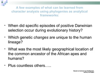 Based on lectures by C-B Stewart,
and by Tal Pupko
A few examples of what can be learned from
character analysis using phylogenies as analytical
frameworks:
• When did specific episodes of positive Darwinian
selection occur during evolutionary history?
• Which genetic changes are unique to the human
lineage?
• What was the most likely geographical location of
the common ancestor of the African apes and
humans?
• Plus countless others…..
 