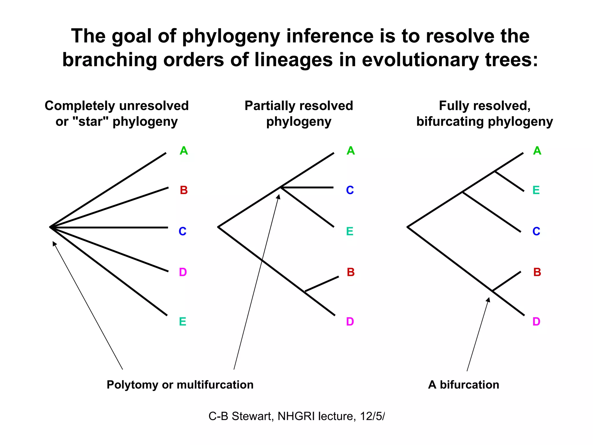Completely unresolved or &quot;star&quot; phylogeny Partially resolved phylogeny Fully resolved, bifurcating phylogeny The goal of phylogeny inference is to resolve the branching orders of lineages in evolutionary trees:  A A A B B B C C C E E E D D D Polytomy or multifurcation A bifurcation 