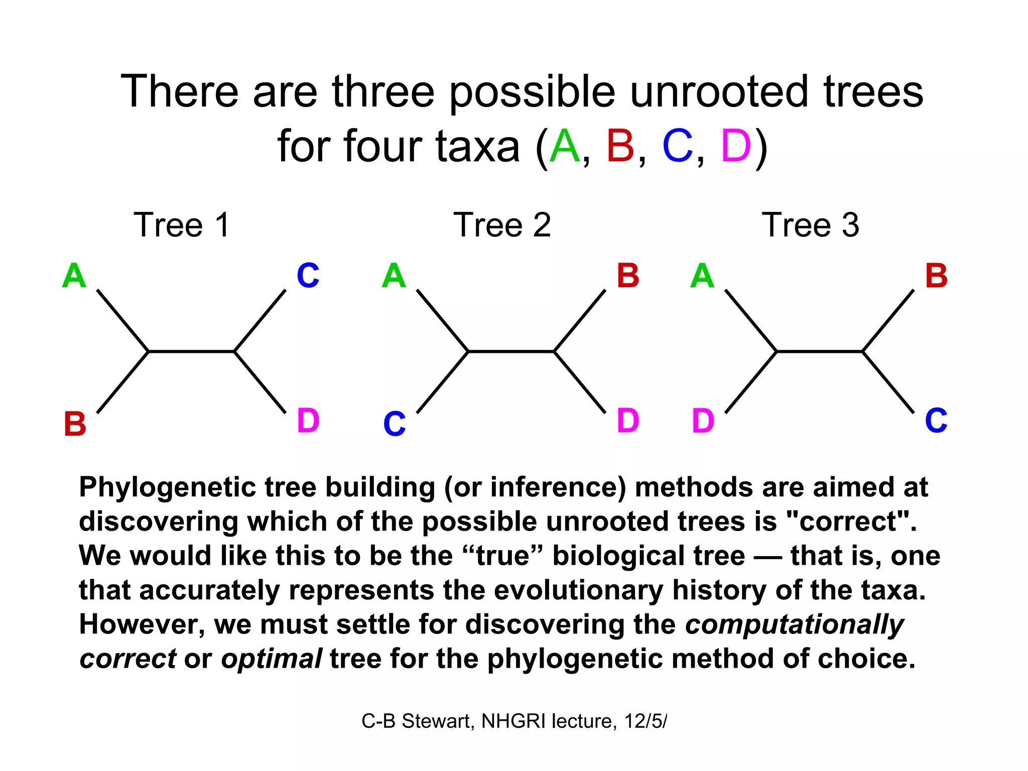 There are three possible unrooted trees for four taxa ( A ,  B ,  C ,  D ) Phylogenetic tree building (or inference) methods are aimed at discovering which of the possible unrooted trees is &quot;correct&quot;. We would like this to be the “true” biological tree — that is, one that accurately represents the evolutionary history of the taxa. However, we must settle for discovering the  computationally correct  or  optimal  tree for the phylogenetic method of choice.  A C B D Tree 1 A B C D Tree 2 A B D C Tree 3 