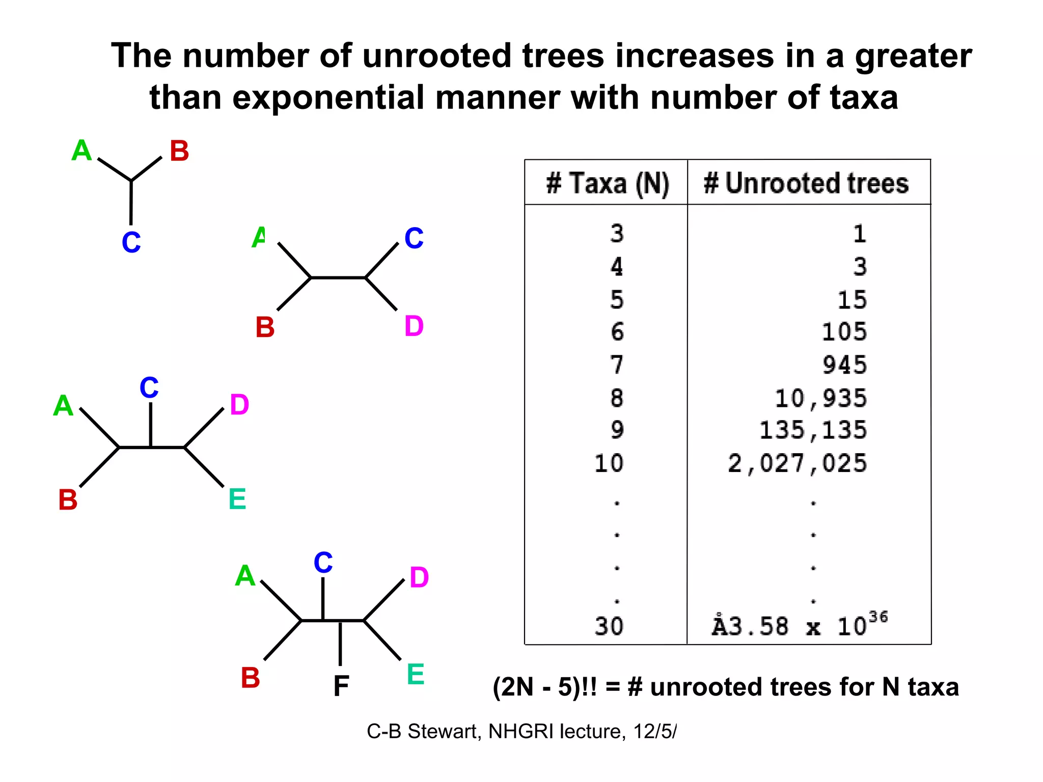 The number of unrooted trees increases in a greater than exponential manner with number of taxa (2N - 5)!! = # unrooted trees for N taxa C A B D A B C A D B E C A D B E C F 