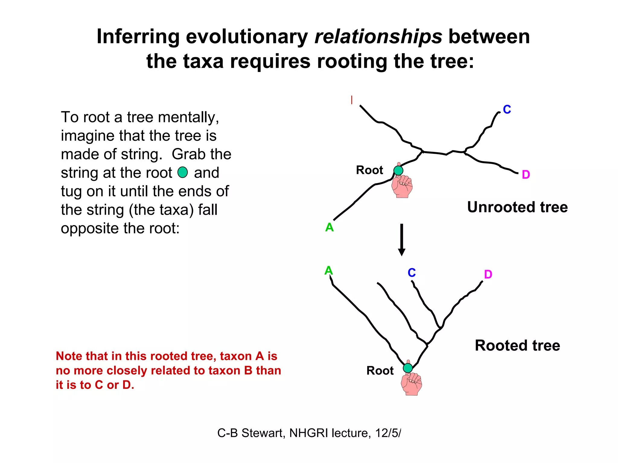 Inferring evolutionary  relationships  between the taxa requires rooting the tree:  To root a tree mentally, imagine that the tree is made of string.  Grab the string at the root  and tug on it until the ends of the string (the taxa) fall opposite the root:  Unrooted tree A B C Root D A B C D Root Note that in this rooted tree, taxon A is no more closely related to taxon B than it is to C or D. Rooted tree 