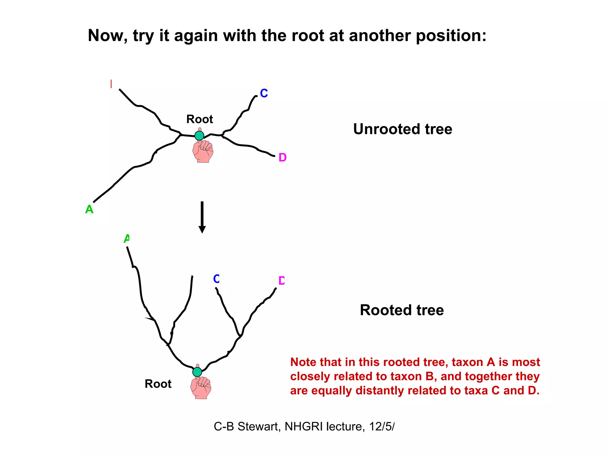Now, try it again with the root at another position:  A B C Root D Unrooted tree Note that in this rooted tree, taxon A is most closely related to taxon B, and together they are equally distantly related to taxa C and D. C D Root Rooted tree A B 