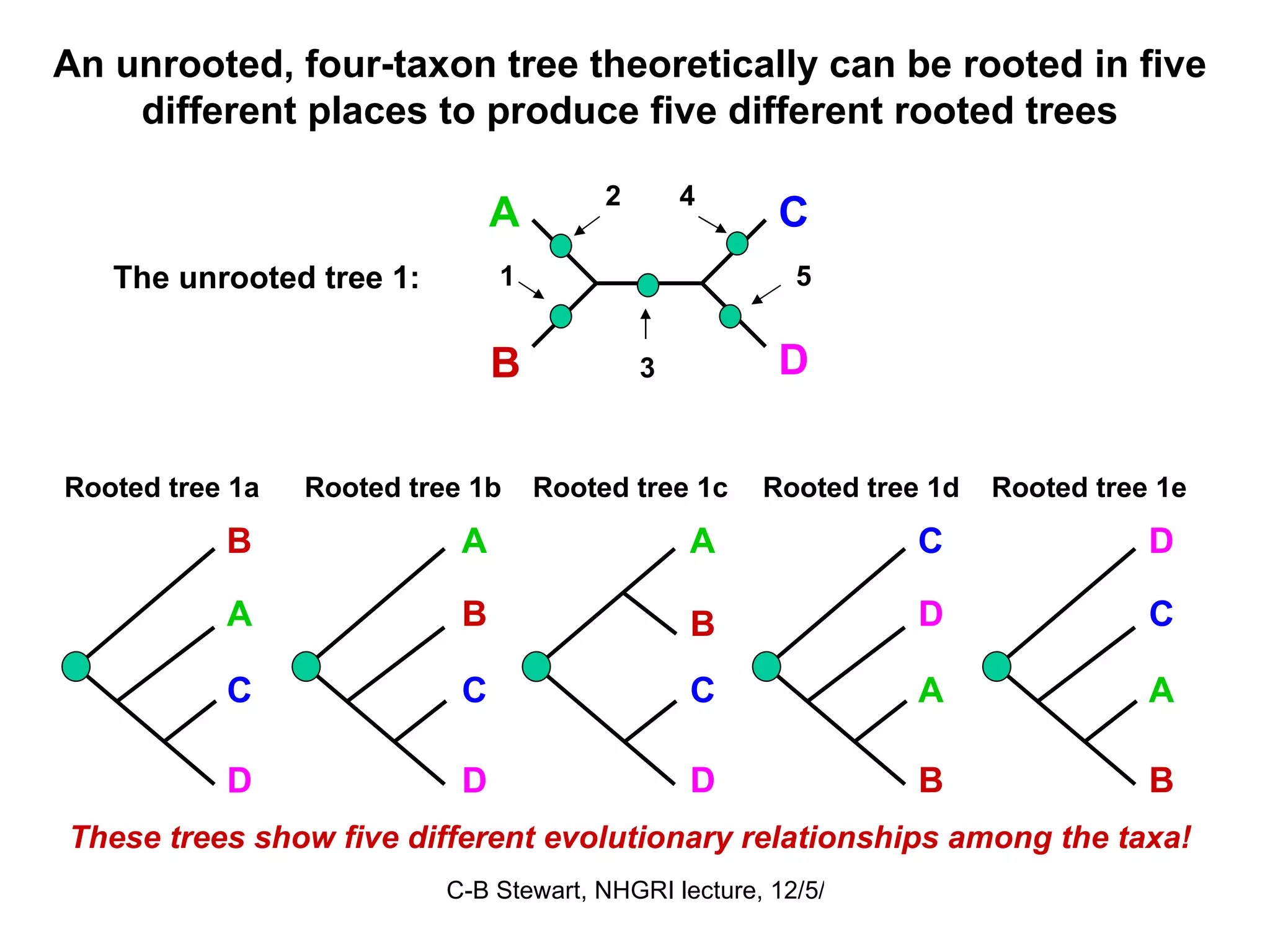 An unrooted, four-taxon tree theoretically can be rooted in five different places to produce five different rooted trees The unrooted tree 1: A C B D These trees show   five different evolutionary relationships among the taxa! Rooted tree 1d C D A B 4 Rooted tree 1c A B C D 3 Rooted tree 1e D C A B 5 Rooted tree 1b A B C D 2 Rooted tree 1a B A C D 1 