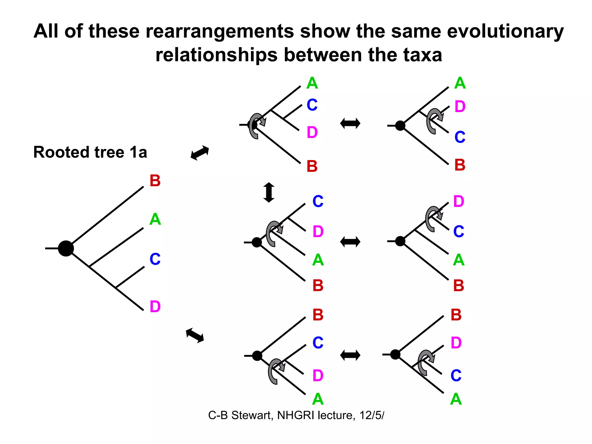 All of these rearrangements show the same evolutionary relationships between the taxa B D A C Rooted tree 1a B A C D A B D C B C A D B A C D B A C D A B C D 